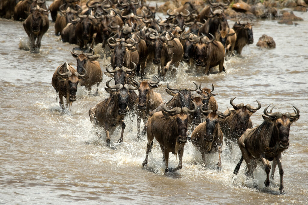 wildebeest-running-river-serengeti-tanzania-africa1920