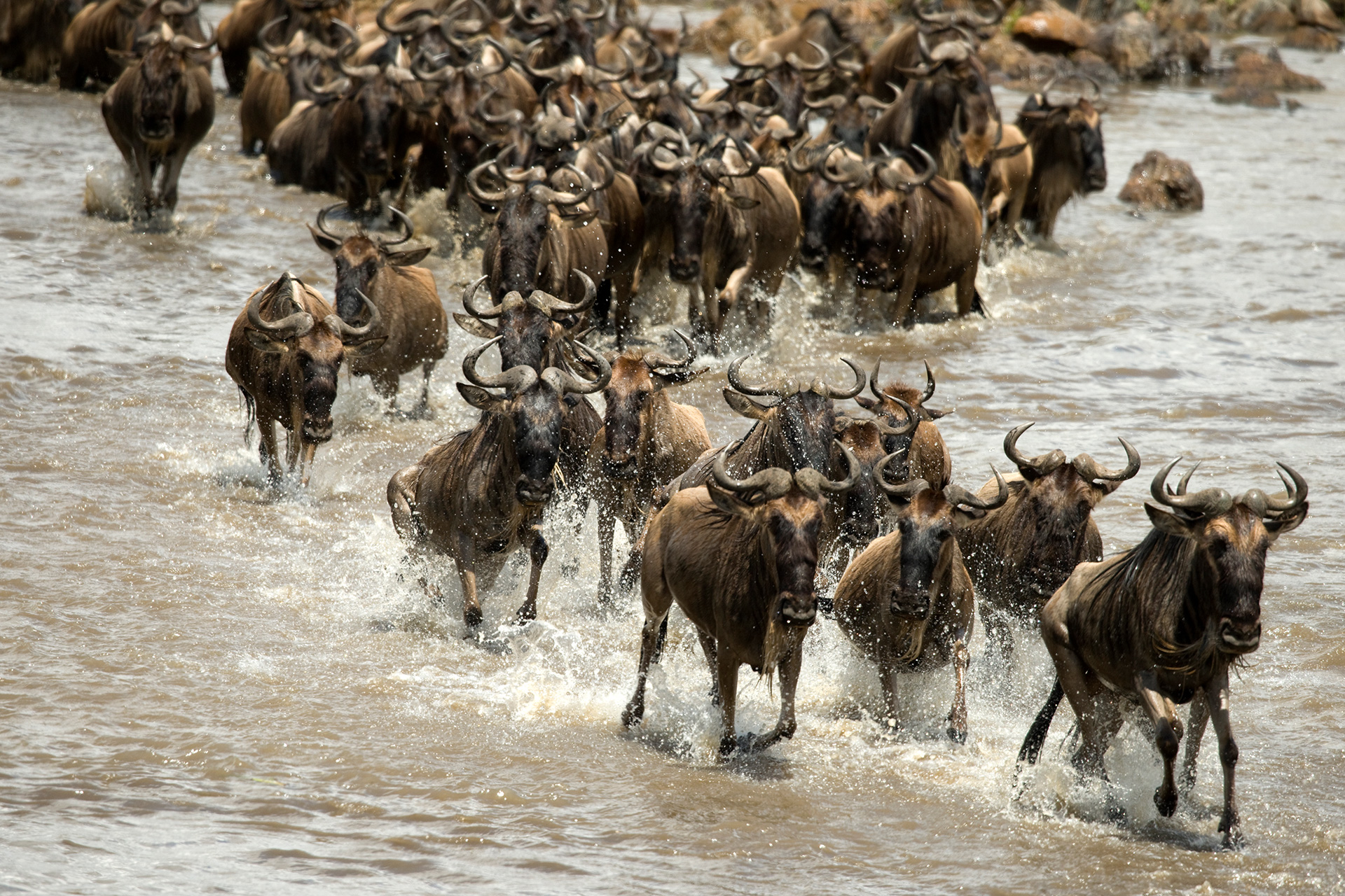 wildebeest-running-river-serengeti-tanzania-africa1920