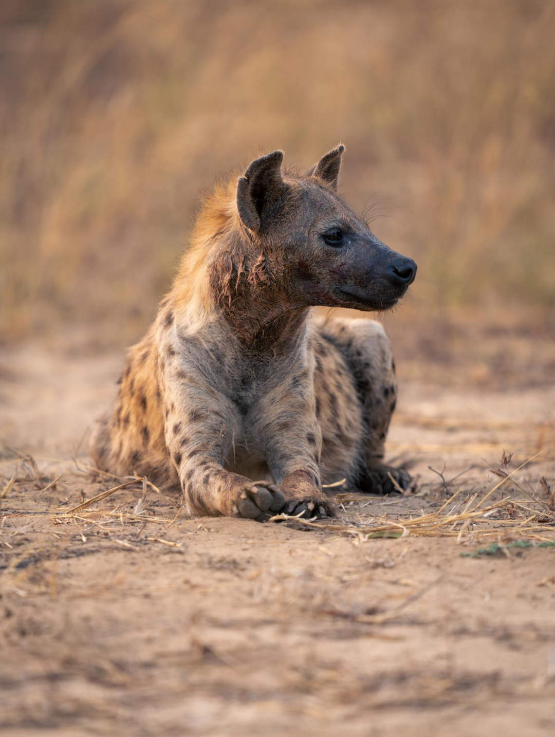 African-Wild-Dogs