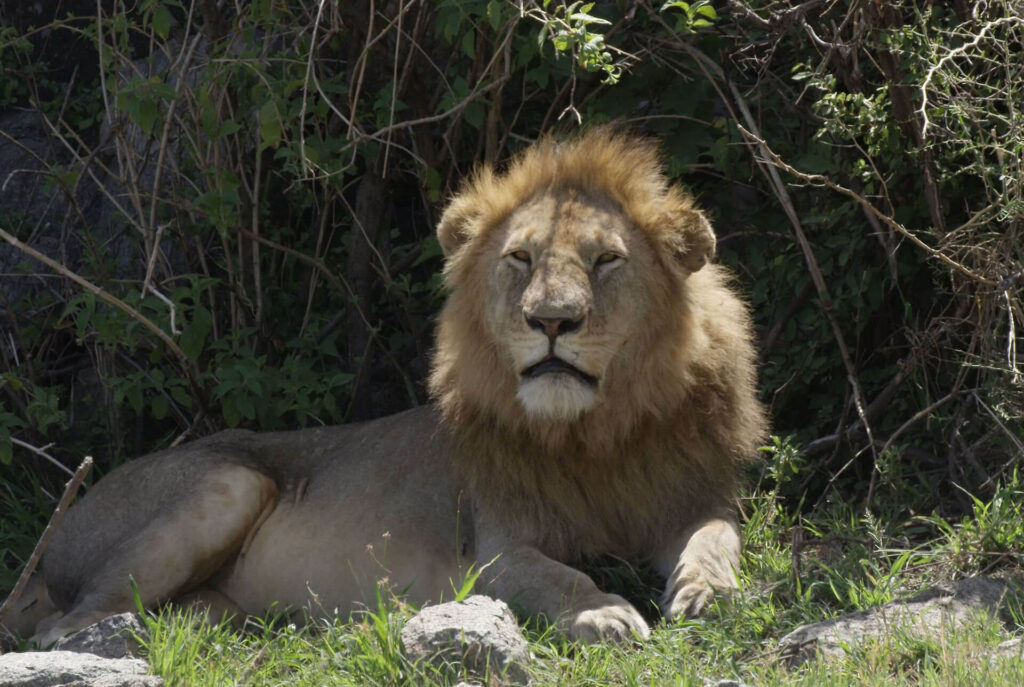 All-Safaris-Images-036