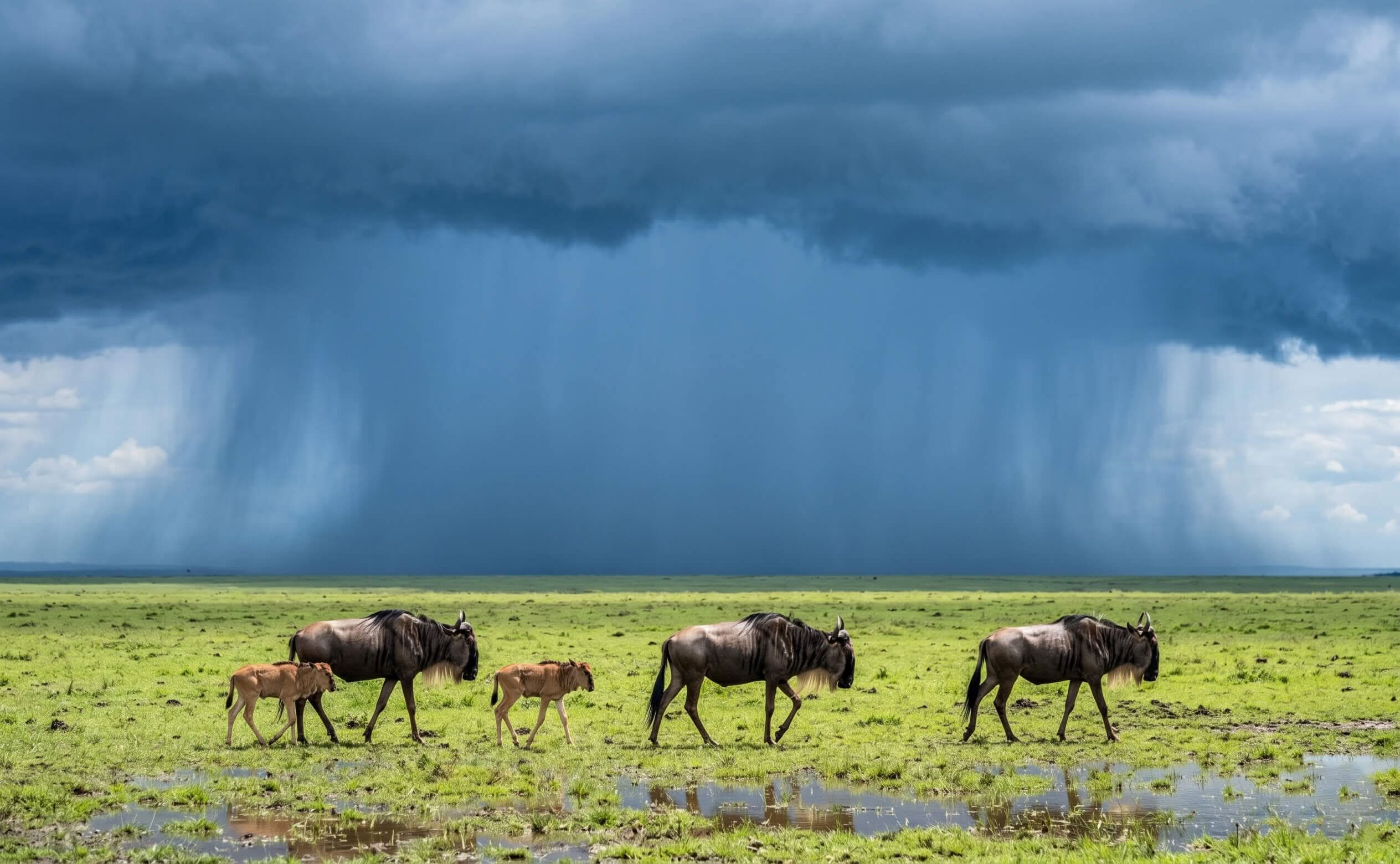 Calving-Season-Safari-Img-02