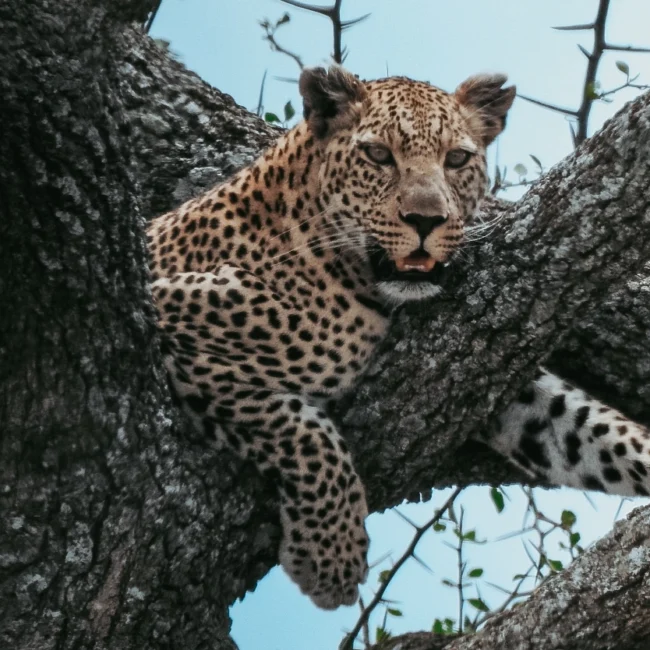 Ruaha National Park