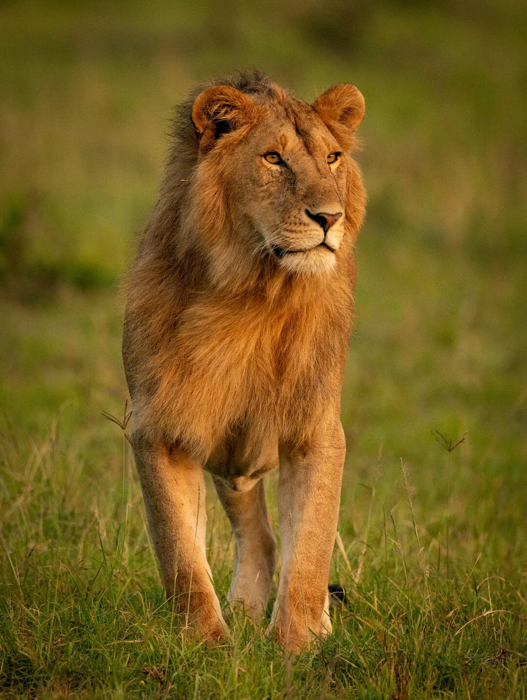 male-lion