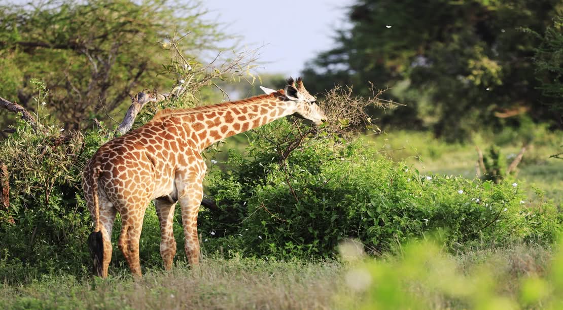 East Africa Serengeti: Complete Safari Guide, Wildlife, Great Migration & Travel Tips (2026)