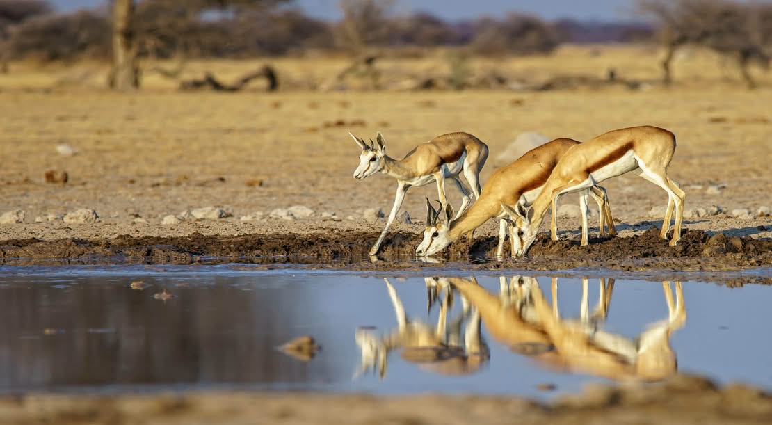 Northern vs Southern Circuit Tanzania: Which One Is Best for Your First Safari? (2026 Guide)