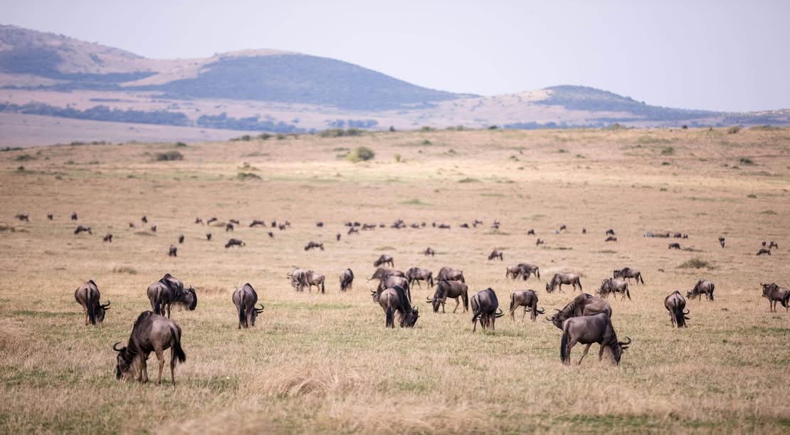 Tanzania in East Africa: Complete Travel Guide, Wildlife, Culture & Best Places to Visit (2026)