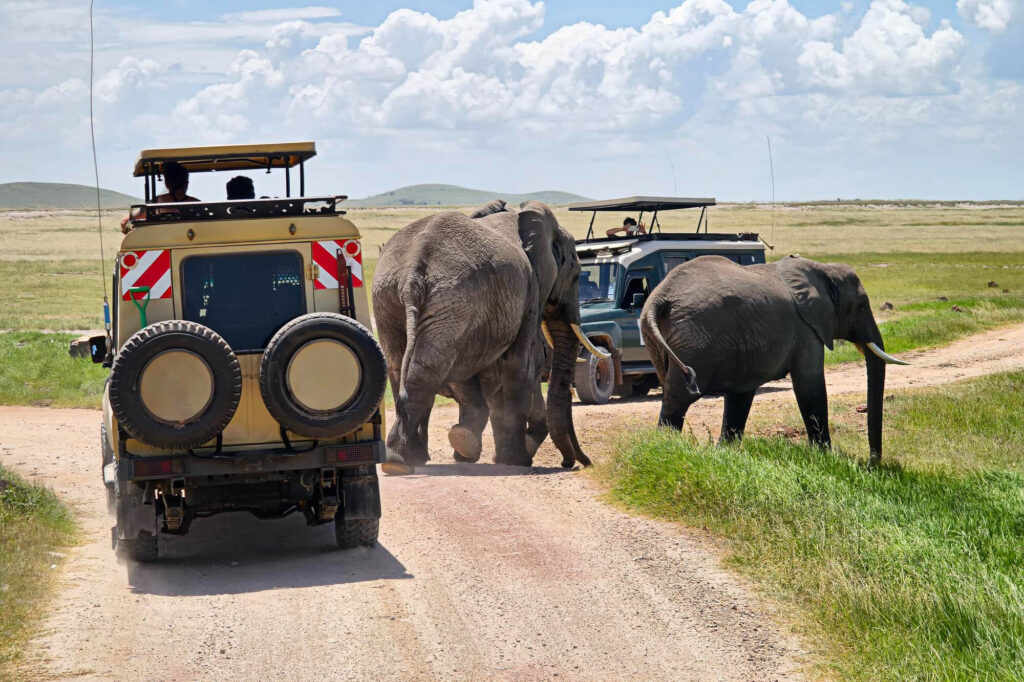 African Safari in Tanzania: Complete Wildlife Travel Guide