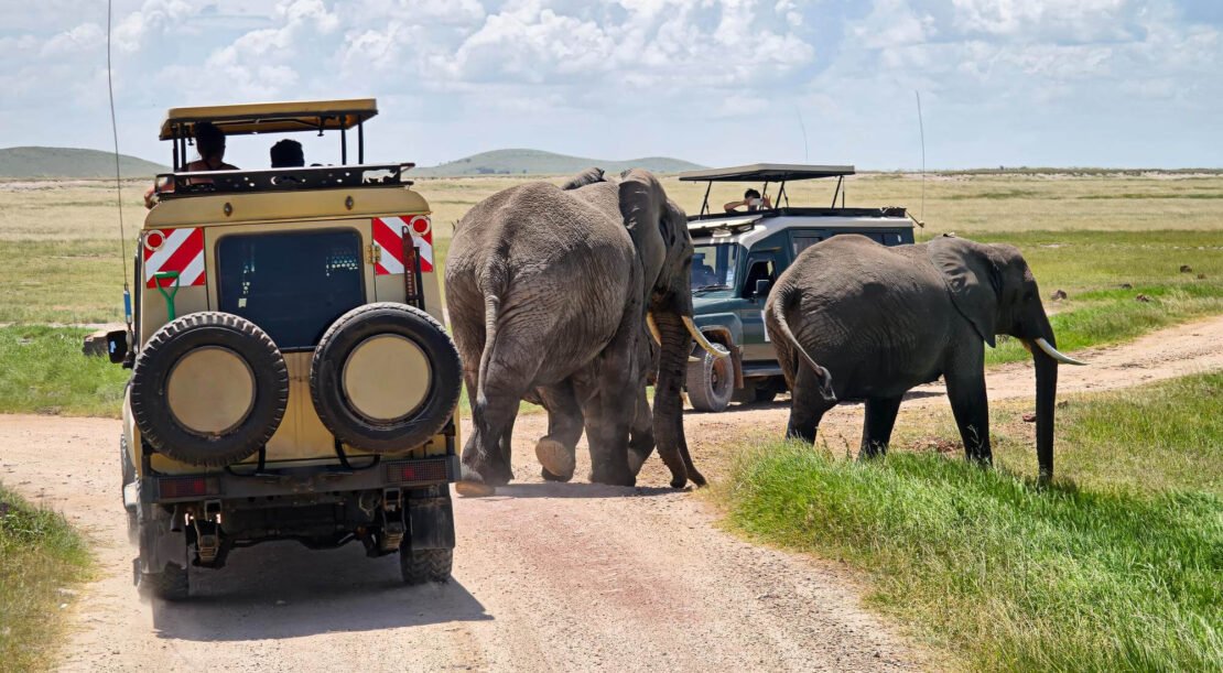 African Safari in Tanzania: Complete Tanzania Safari and  Wildlife Travel Guide With Book Me Africa