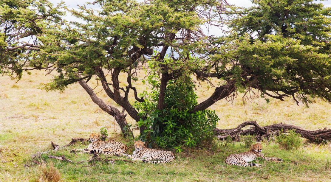 Best National Parks in Tanzania for Safari: Complete Guide