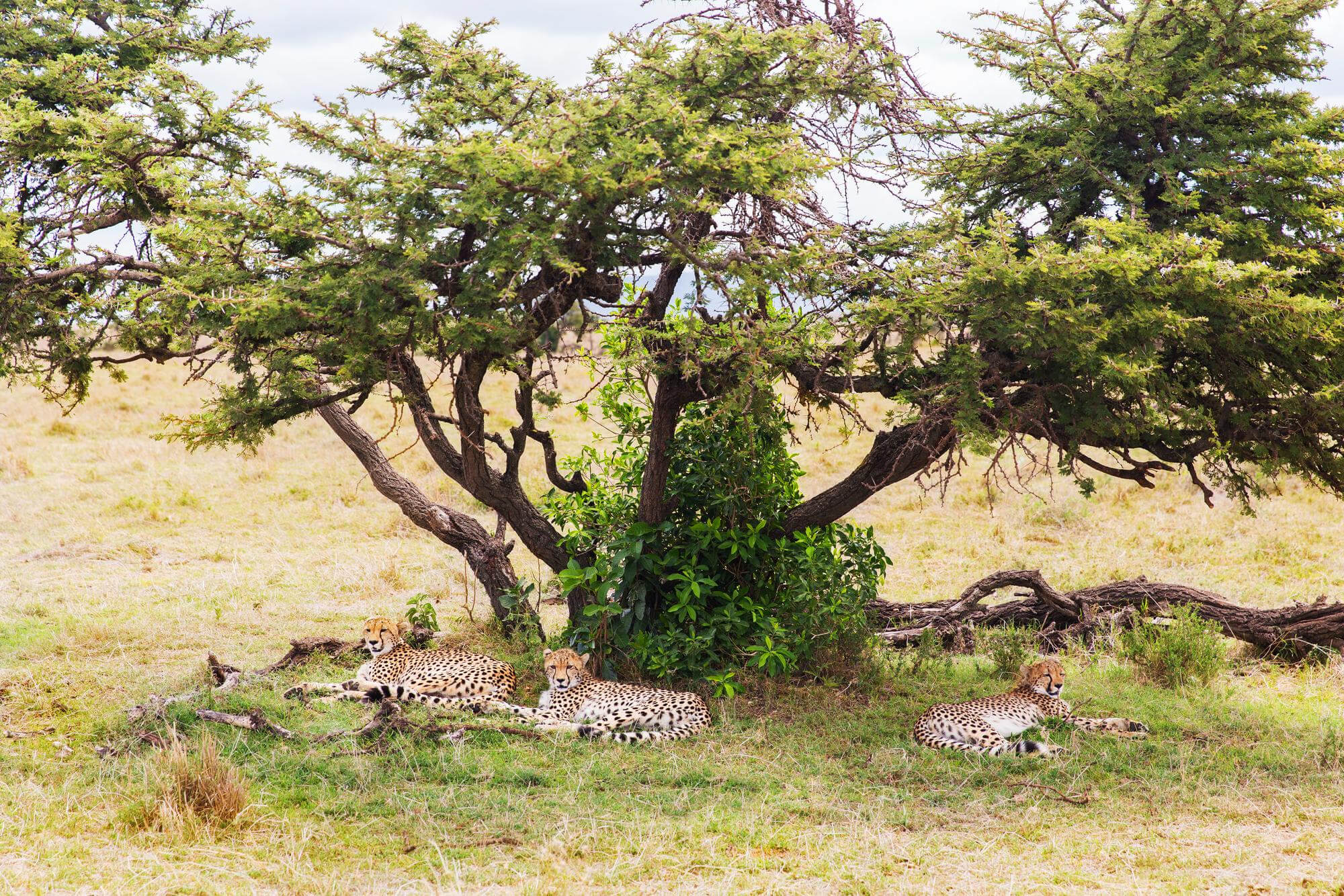 Three cheetahs resting under an acacia tree in Tanzania's grasslands.