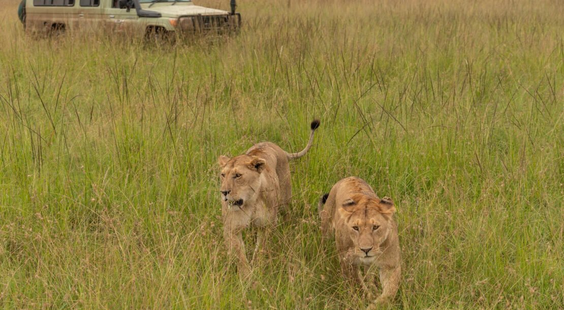 Big 5 Safari Africa: Best Places to See the Big Five