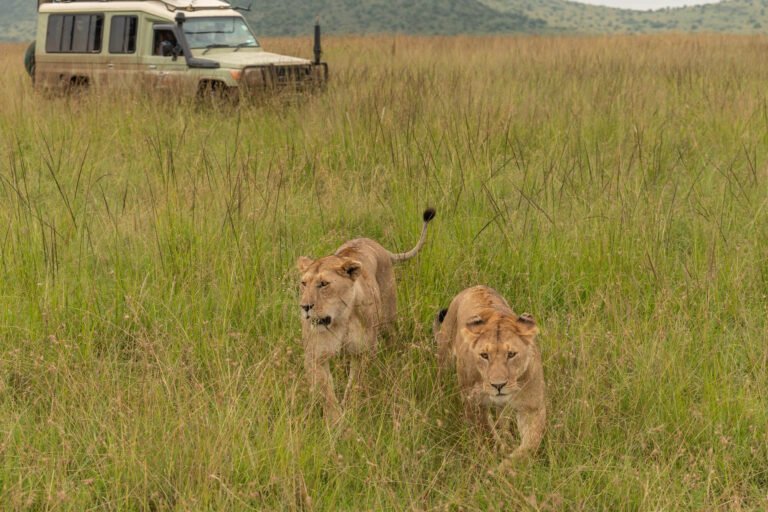 Big 5 Safari Africa: Best Places to See the Big Five