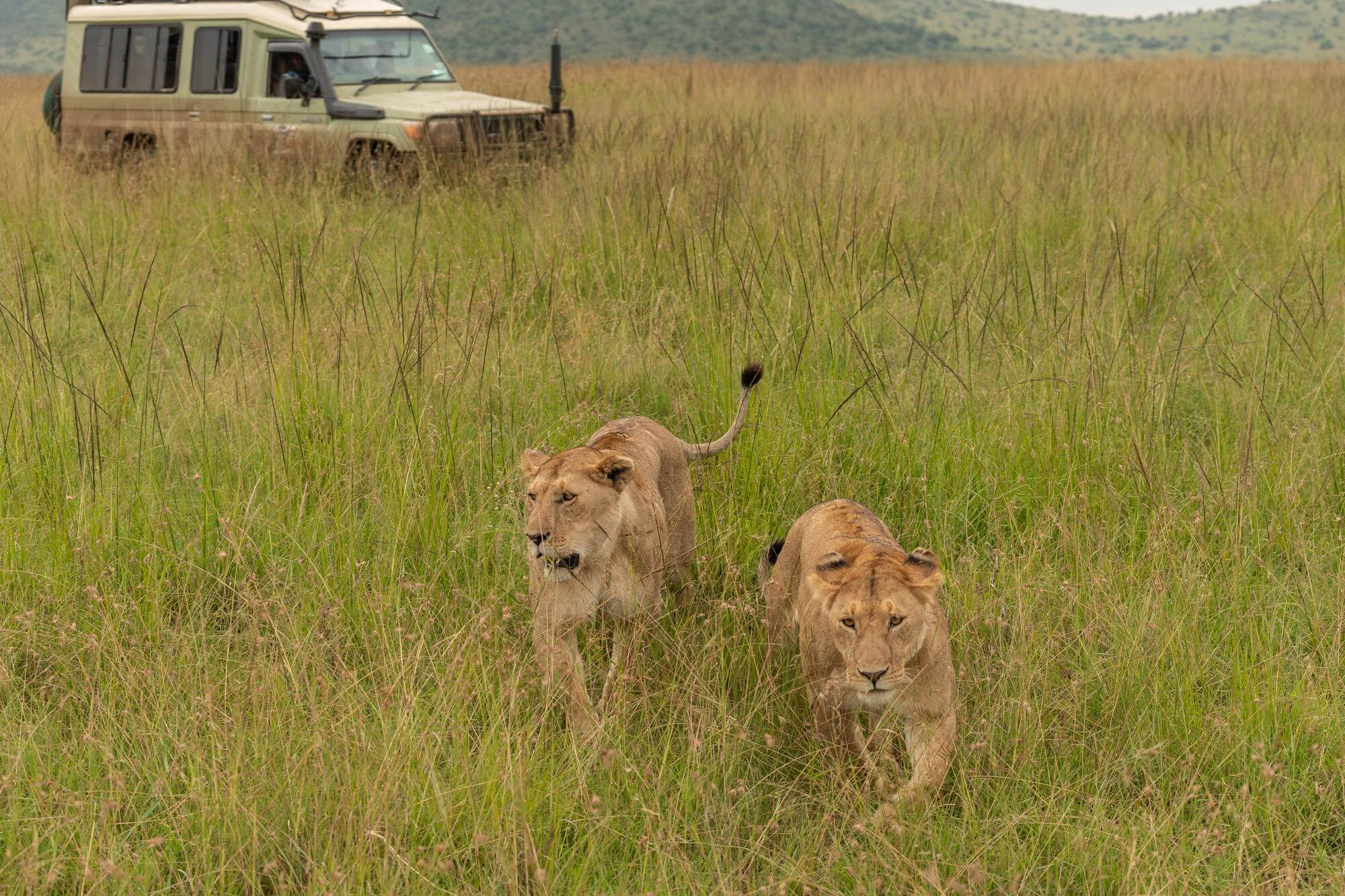 Two lions walking through tall grass during a Big Five safari in Africa