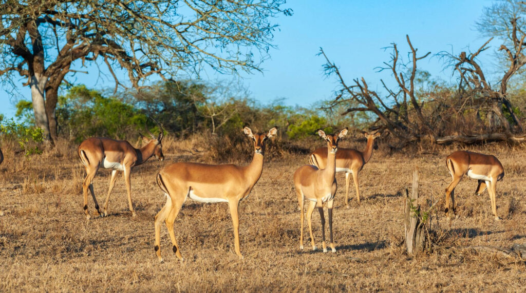 Serengeti wildlife in Tanzania with impalas grazing in the savannah