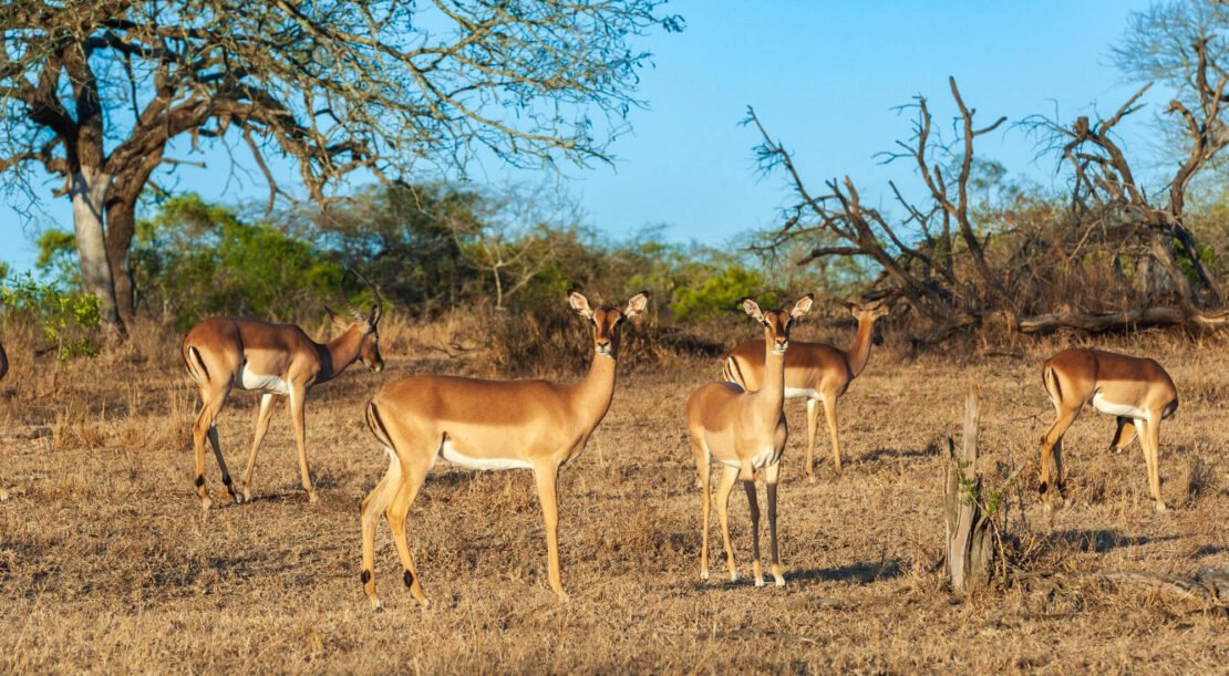 Serengeti of Tanzania: A Complete Luxury Safari Wildlife Guide 2026
