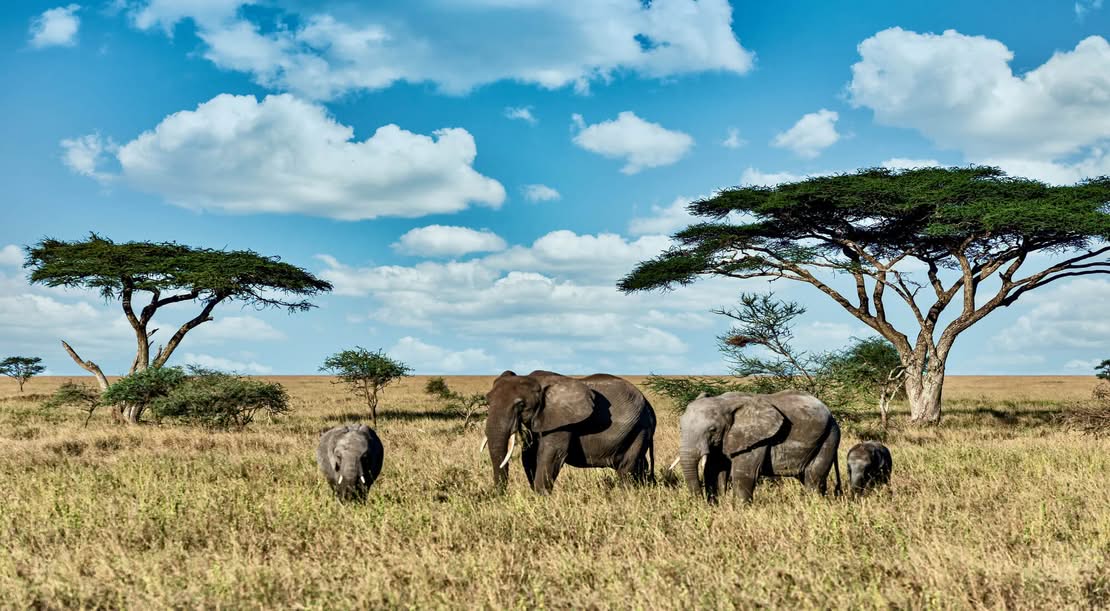 Tanzania Safari + Zanzibar: Complete Safari and Beach Guide