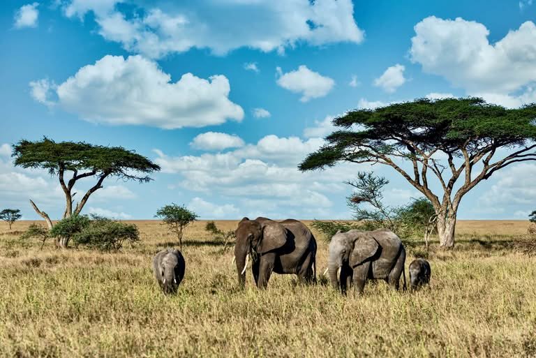Tanzania Safari + Zanzibar: Complete Safari and Beach Guide