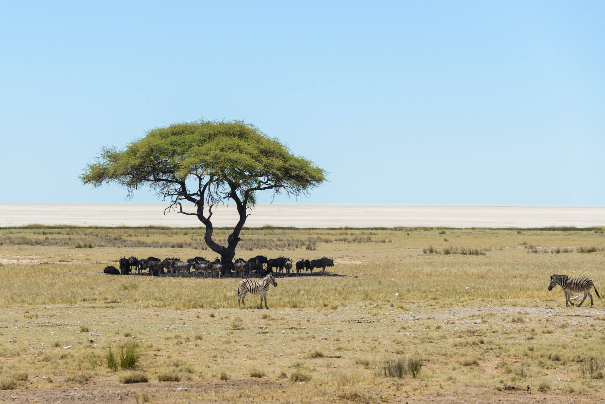 Tanzania’s Serengeti landscape with zebras and wildebeest under an acacia tree