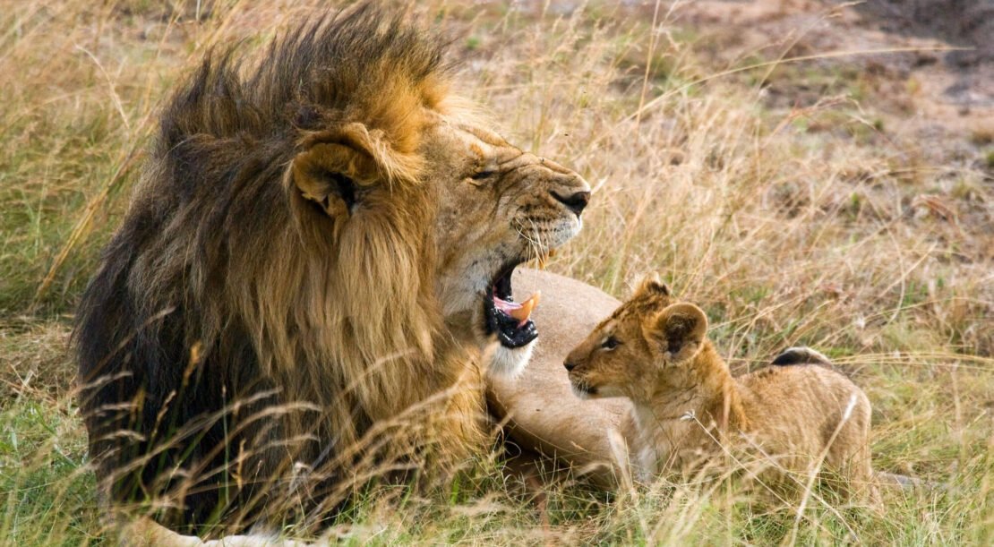 Lions in Serengeti: Complete Guide to Lions, Safaris & Best Time to See Them