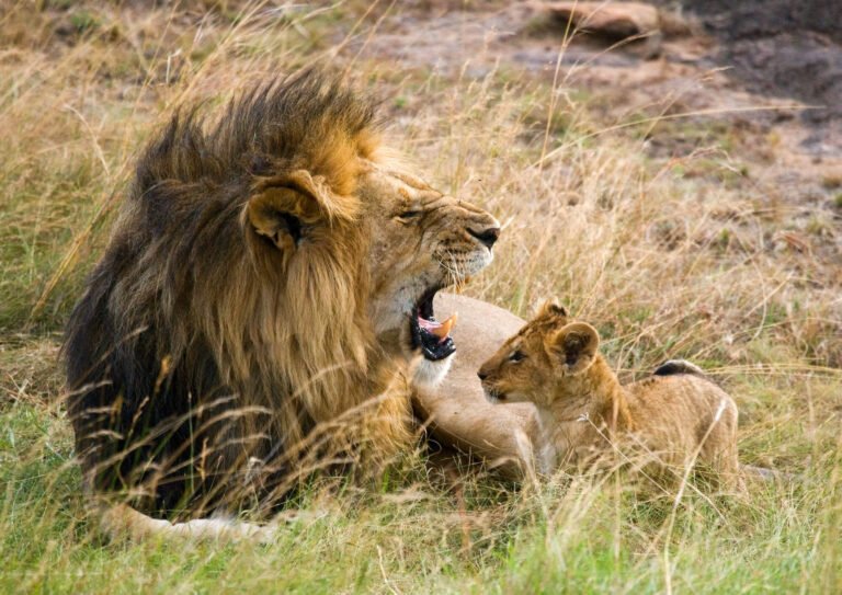 Lions in Serengeti: Complete Guide to Lions, Safaris & Best Time to See Them