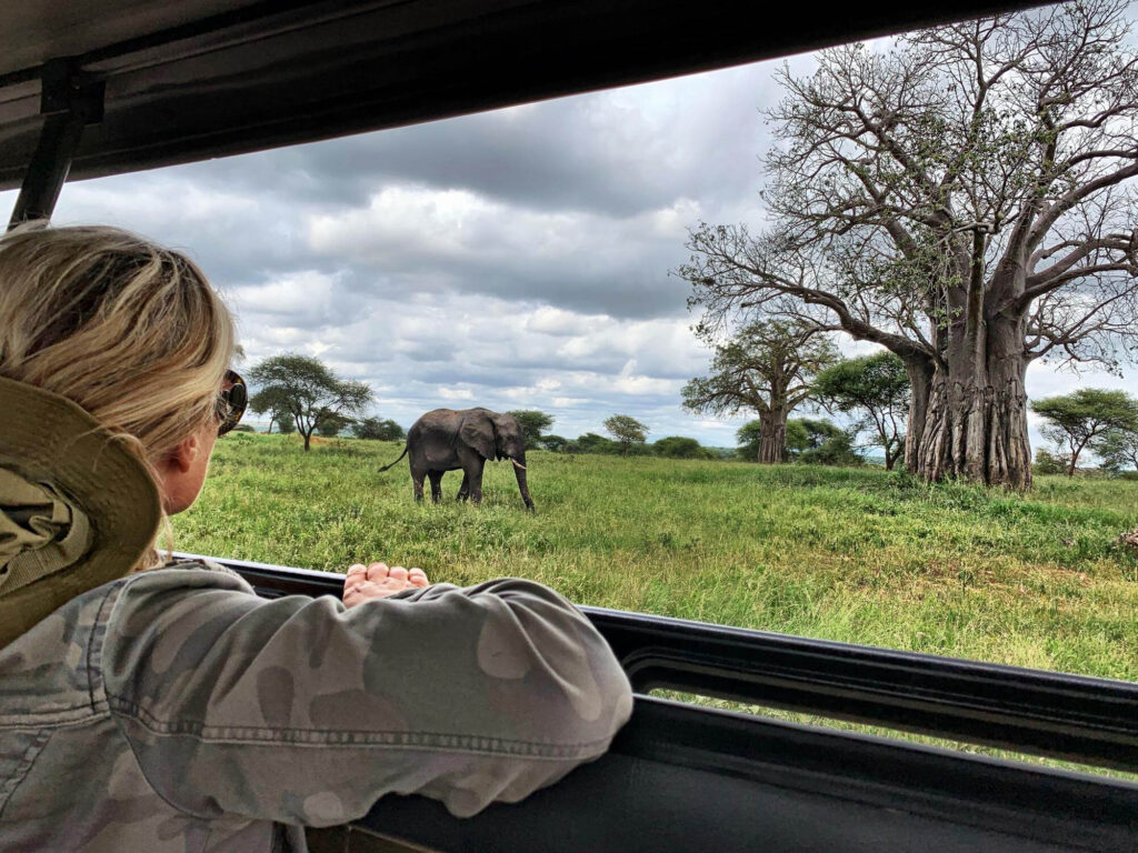 Luxury safari tour in Africa with elephant viewed from a safari vehicle