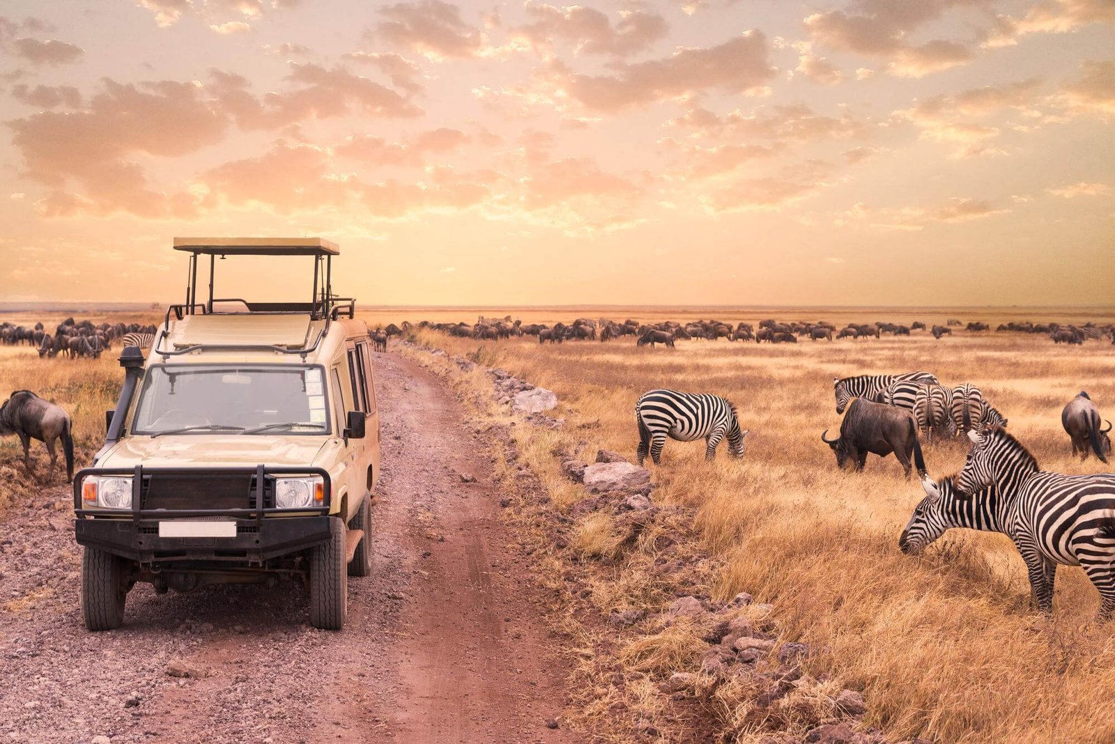 Luxury safari in Tanzania with a 4x4 safari vehicle and zebras and wildebeest grazing across the savanna at sunset