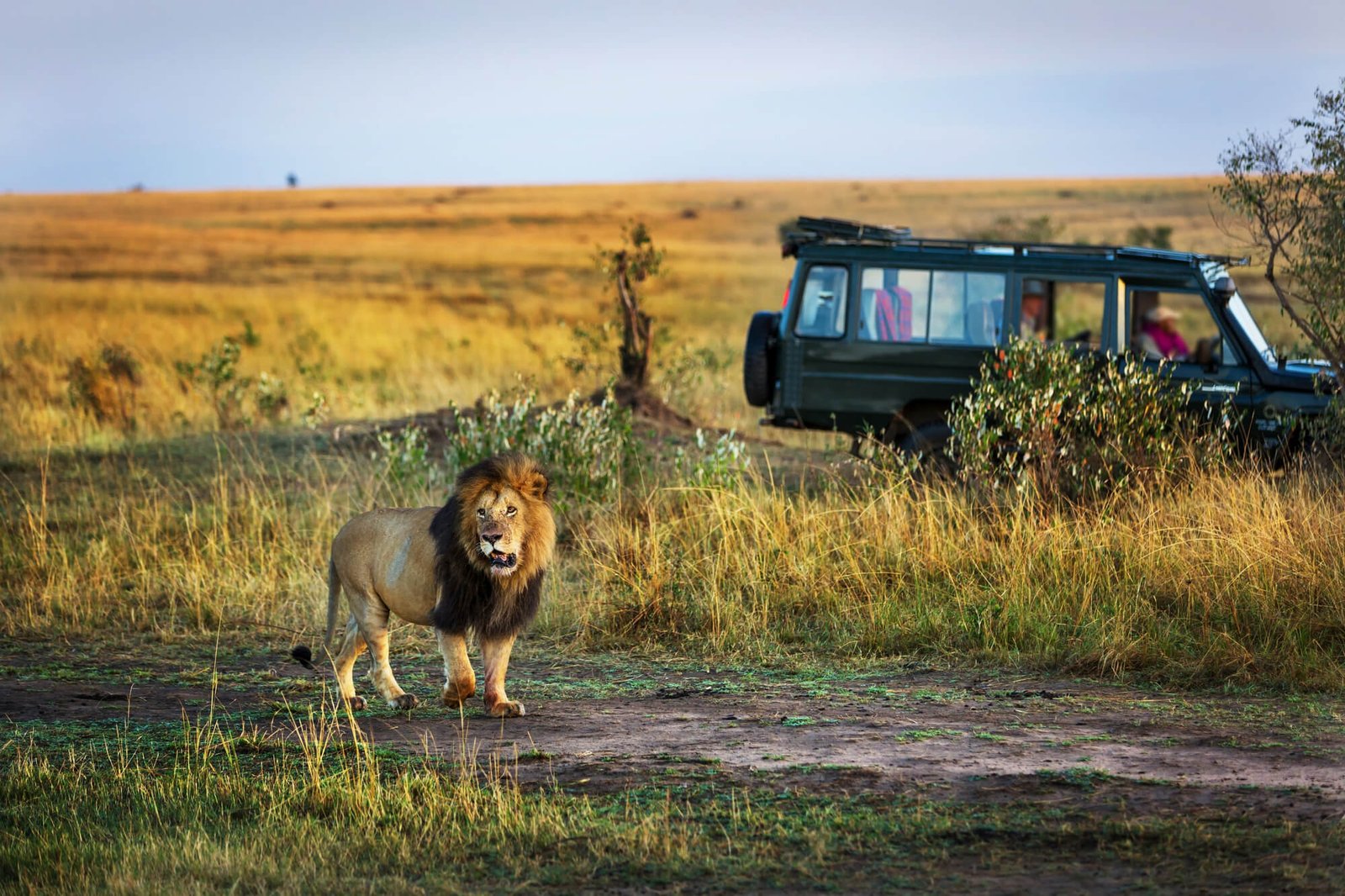 Lion during a private game drive in Tanzania with a safari vehicle nearby