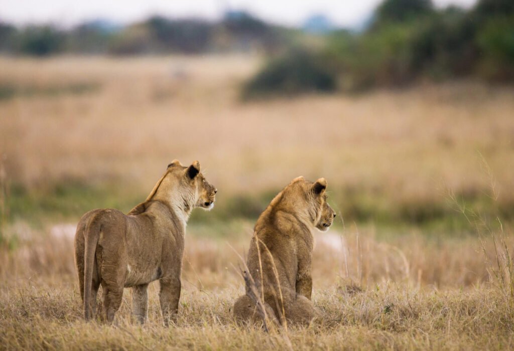 Two lionesses standing in the golden grasslands of the Serengeti Mara savanna.