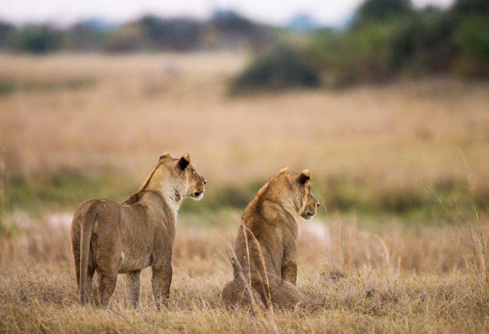 Two lionesses standing in the golden grasslands of the Serengeti Mara savanna.